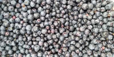 Hello, I offer freshly picked blueberries for sale, please
