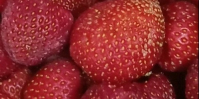 Căpșuni congelate din UA