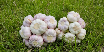 Polish garlic variety Harnaś