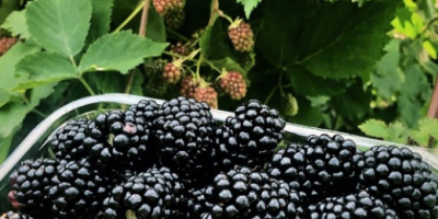I am selling cultivated blackberries of the ThornFree variety