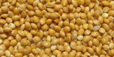 I will sell millet yellow chervone black as well