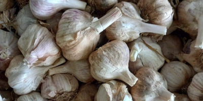 Hello, I&#39;m selling Spanish garlic, white, red, the size