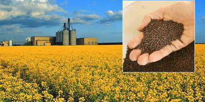 Suntem o companie agricolă ucraineană: FARM PSHENYCHNYI HO Vindem: