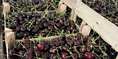 cherry variety: Kordia. Regina origin Moldova caliber 28-30-32 during