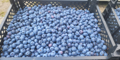 I will sell American blueberries