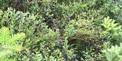 Good morning, I am selling a forest blueberry, freshly