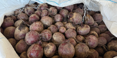 Company Polish-vegetables.eu offers beetroots. Caliber 5-9. Bags 10 kg