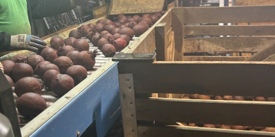 A Polish-vegetables.eu cég céklát kínál. 5-9-es kaliber. 10 kg-os