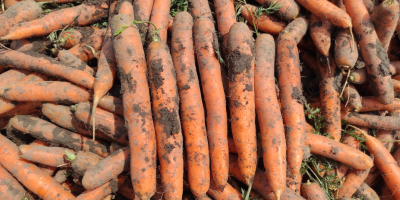 Ich verkaufe junge Karotten, gebürstet oder schmutzig, in vollen