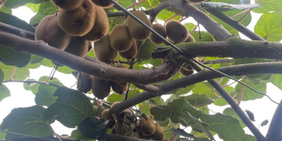 We produce Kiwi in Iran, about 500 tons, we