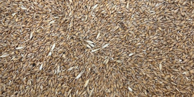 Продаю пшеницу однозерновую 6 тонн, лущеную, собственного производства без