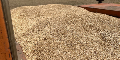 I am selling einkorn wheat 6 tons, shelled, own