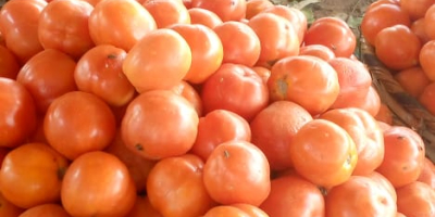 We are well established tomatoes producers.Our products are purely