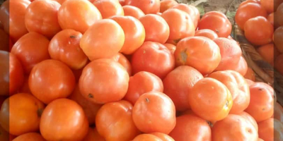 Wir sind etablierte Tomatenproduzenten. Unsere Produkte sind reine Bio-Tomaten