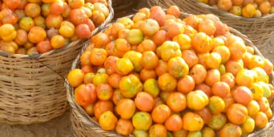 We are well established tomatoes producers.Our products are purely