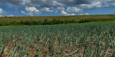 Vand ceapa romaneasca - recolta 2023 Galbena / Rosie