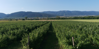 Hochwertige Himbeersorte Heritage. Möglicher Verkauf in frischem und gefrorenem