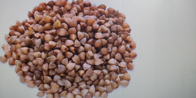 We offer wheat, barley, corn and rapeseed grain in