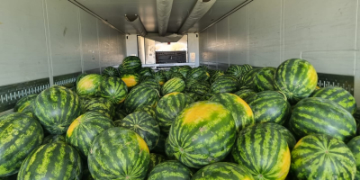 Das rumänische Unternehmen BIOGLOBE STANDART bietet Wassermelonen in Kisten