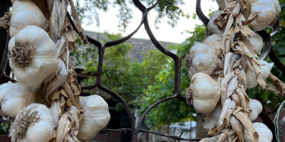 Ich verkaufe lokalen Herbstknoblauch „Bosut“ sowohl zum Verzehr als