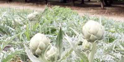 I will sell artichoke produced in Poland.