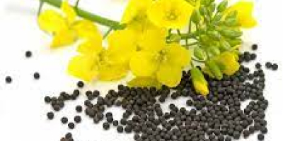 Hello, our agrocompany RUSBEK AGRICO UKR sell our rapeseed