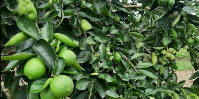 Venderò Tahiti Limes Grado 1 direttamente dal produttore. L&#39;ordine