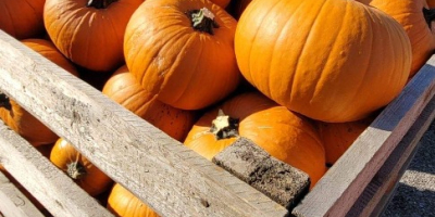 Vendita di zucche di Halloween, disponiamo di vari formati: