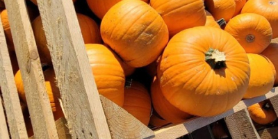Halloween pumpkins for sale, We have different calibers of