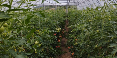 Raspberry tomatoes for sale Price negotiable Rwane to order