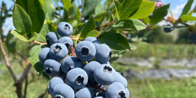 ✨We sell fresh cultivated blueberries picked daily! ✨ For