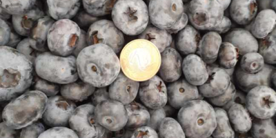 I will sell American blueberry. Blueberry is large and