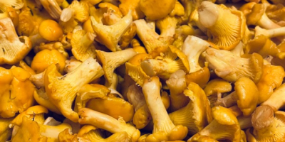 Свежие грибы из тирольских горных лесов. Собранные вручную маленькие