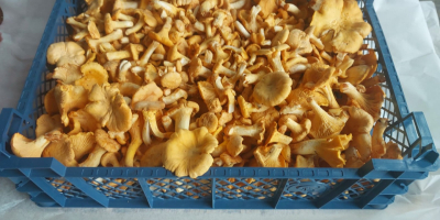 We are offering fresh Chantarelles from Estonia. Packaging plastic