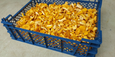We are offering fresh Chantarelles from Estonia. Packaging plastic