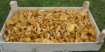 Today we JSC M8KO offer fresh Chanterelles Country of