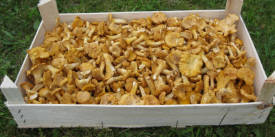 Today we JSC M8KO offer fresh Chanterelles Country of