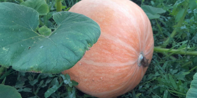 I will sell a giant pumpkin, without fertilizers, ecological,