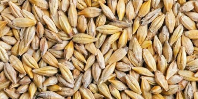 Cereale de bună calitate de vânzare umiditate 14%