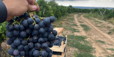 Kiváló minőségű szőlő - Panciu Zone Rendelhető fajták: Fetească