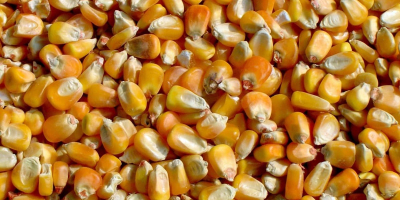 2000 tons of fodder corn are available. Basic quality