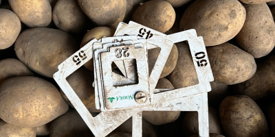 Продајем кромпир у великим количинама (ринфуза, велике вреће), преко