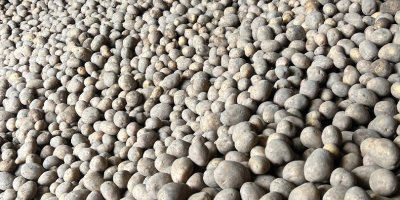 Évente több mint 1000 tonnányi Gala, Soraya és Belarosa