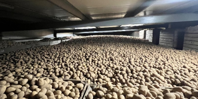 Продајем кромпир у великим количинама (ринфуза, велике вреће), преко