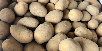 Évente több mint 1000 tonnányi Gala, Soraya és Belarosa