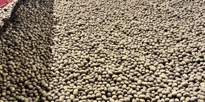 Продајем кромпир у великим количинама (ринфуза, велике вреће), преко