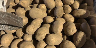 Évente több mint 1000 tonnányi Gala, Soraya és Belarosa