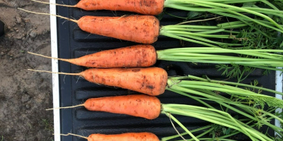 Our carrots varieties are disease-resistant, have an excellent appearance