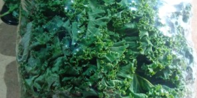 I am selling kale in bulk or in cardboard