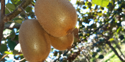 Zu verkaufen 2023 Hayward-Kiwi-Produktion ca. 15 Tonnen pro Pflanze.